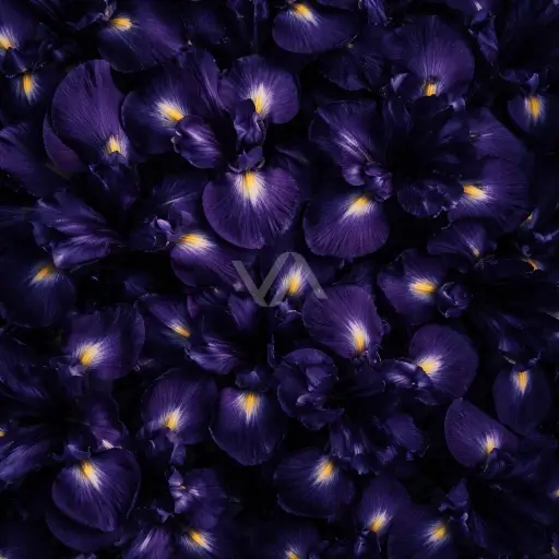 Acorde iris en perfumería con matiz empolvado, elegante y sofisticado.