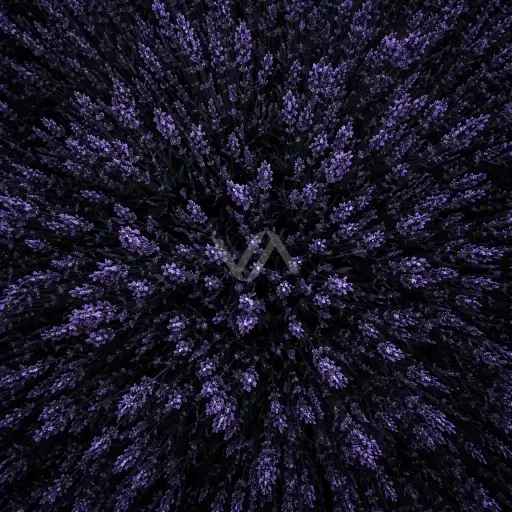 Acorde violeta en perfumería con matiz empolvado, floral y delicado.