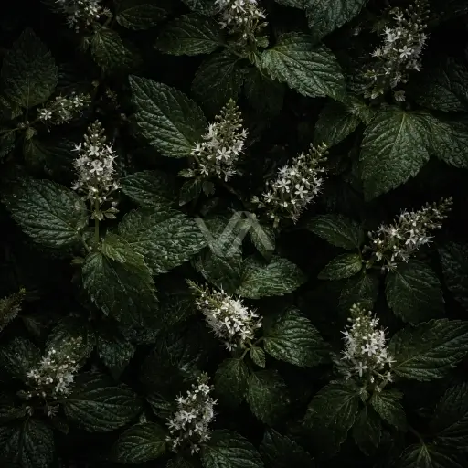 Acorde pachulí en perfumería con matiz terroso, profundo y sofisticado.